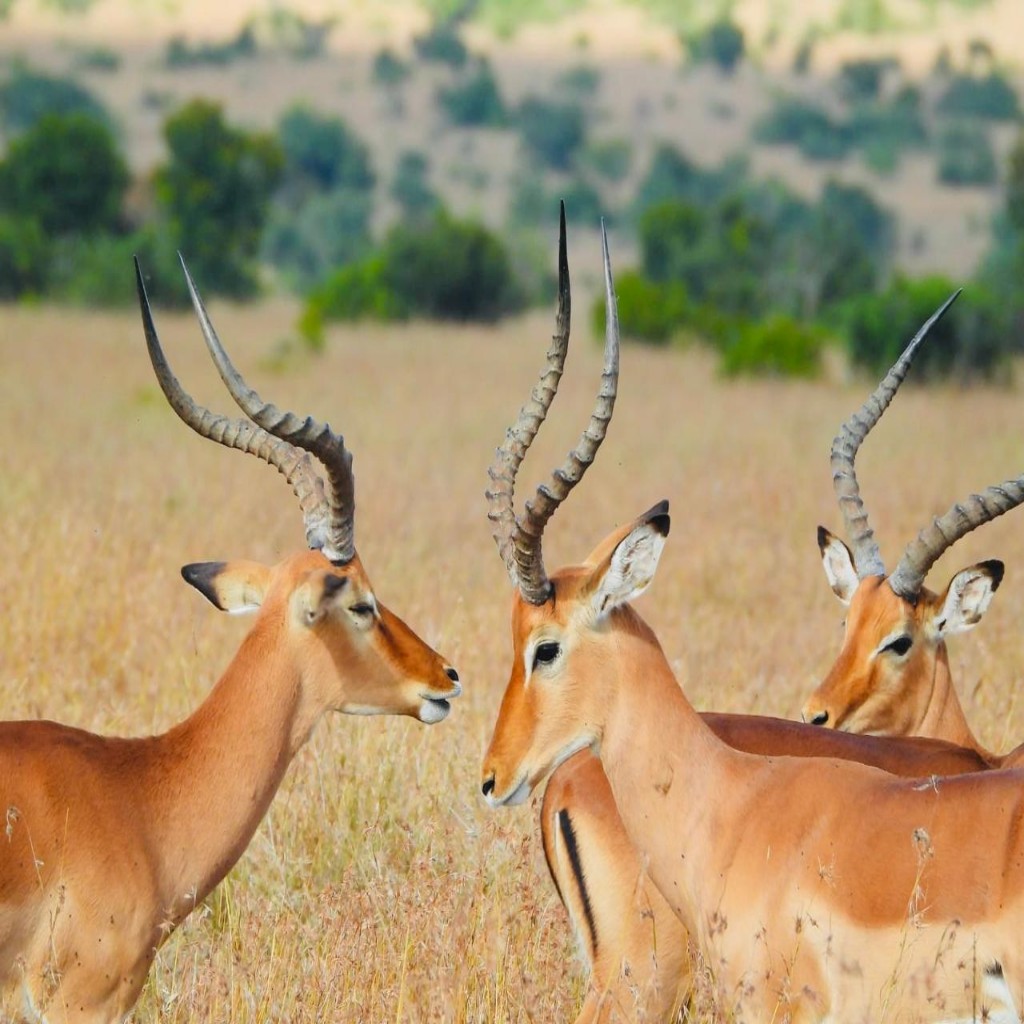 10 Days-Kenya Holiday Tour