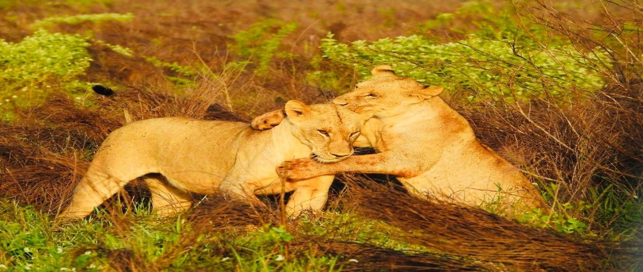 6 Days- Best of Kenya Safari